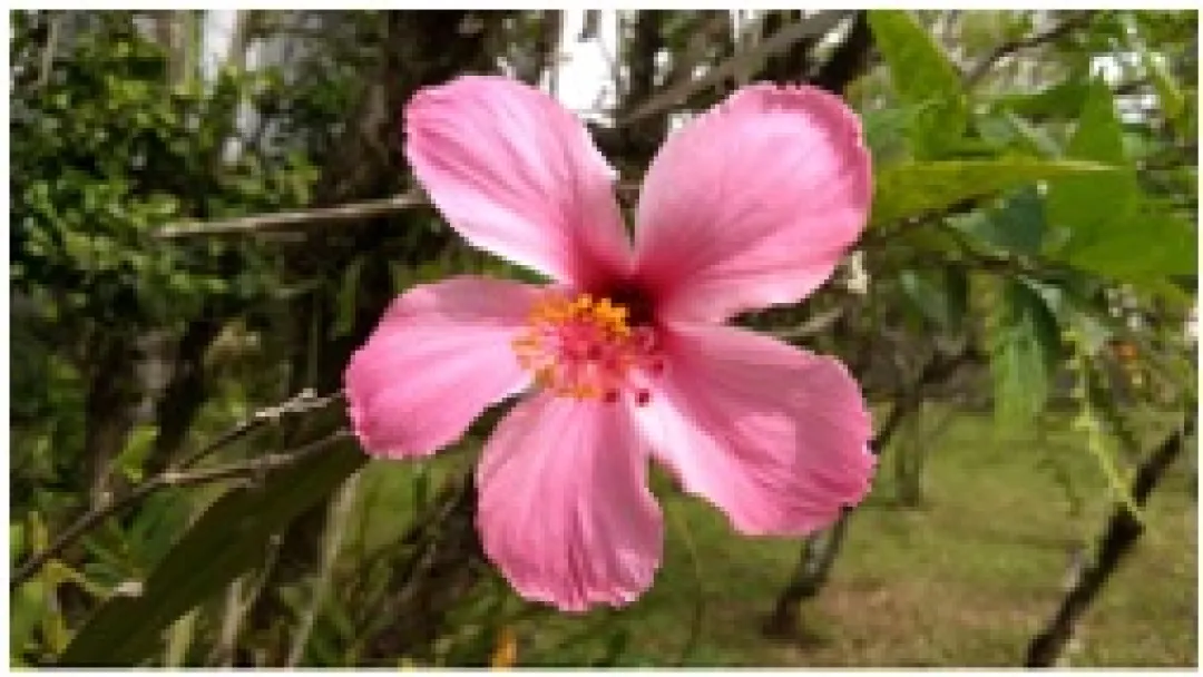 Poesia para o Dia das Mães